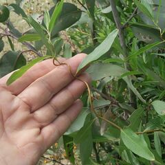 Billardiera heterophylla