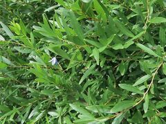 Billardiera heterophylla