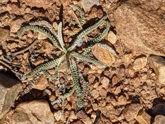 Ivesia santolinoides