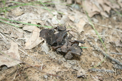 Craterellus fallax