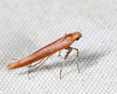 Caloptilia invariabilis