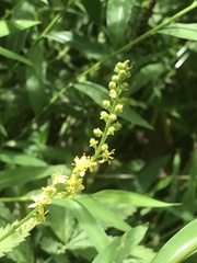 Agrimonia parviflora