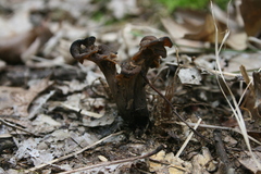 Craterellus fallax