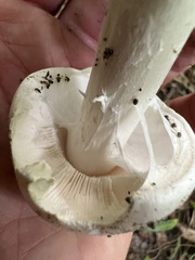 Phalloideae