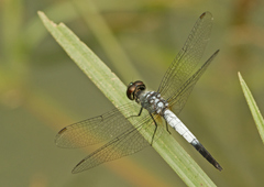 Brachydiplax farinosa