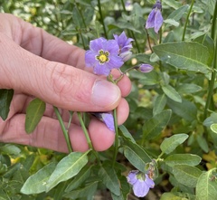 Solanum parishii