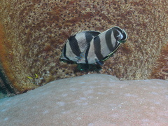 Chaetodon striatus