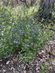 Solanum parishii