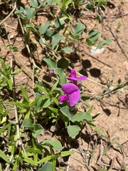 Tephrosia lindheimeri