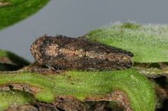 Paraphlepsius irroratus