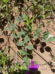 Tephrosia lindheimeri