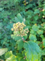 Physocarpus capitatus