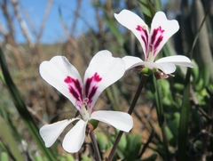 Pelargonium echinatum
