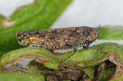 Paraphlepsius irroratus