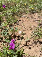 Tephrosia lindheimeri