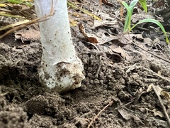 Phalloideae