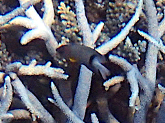 Plectroglyphidodon dickii