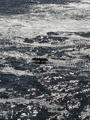 Eschrichtius robustus