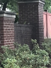 Passer domesticus