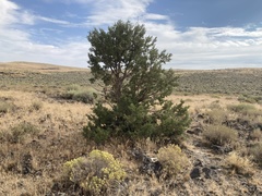 Juniperus occidentalis