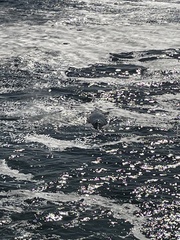 Eschrichtius robustus