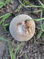 Lycoperdon