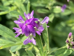 Medicago sativa