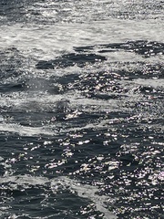 Eschrichtius robustus