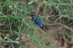 Phyllomydas phyllocerus