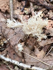 Clavulina coralloides