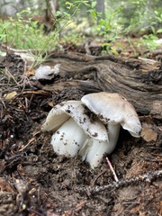 Tricholoma