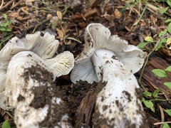 Tricholoma