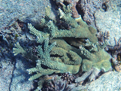 Acropora florida
