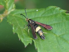 Carmenta pyralidiformis