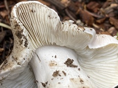 Tricholoma