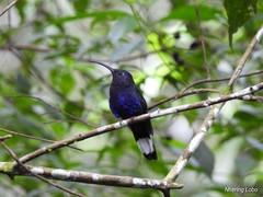 Campylopterus hemileucurus