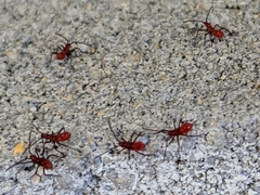 Hemiptera