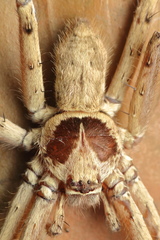 Heteropoda venatoria
