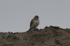 Thinocorus rumicivorus