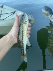 Micropterus punctulatus