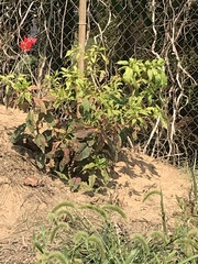 Pokeweed mosaic virus