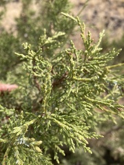 Juniperus occidentalis