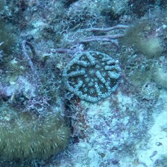Mycetophyllia