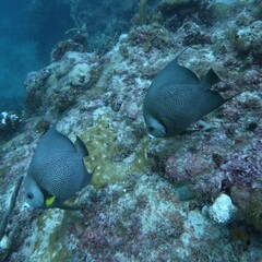 Pomacanthus arcuatus