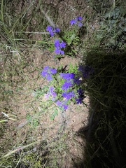 Glandularia latilobata