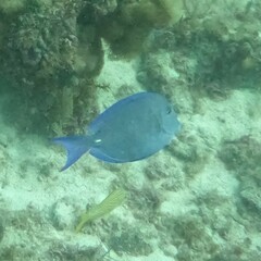 Acanthurus coeruleus