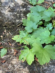 Heuchera glabra