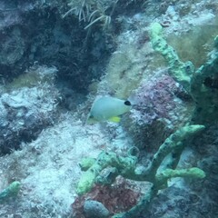 Hypoplectrus unicolor