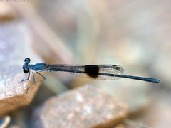 Nososticta kalumburu