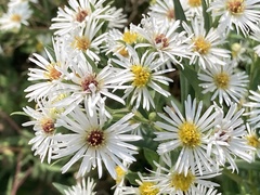 Symphyotrichum firmum
